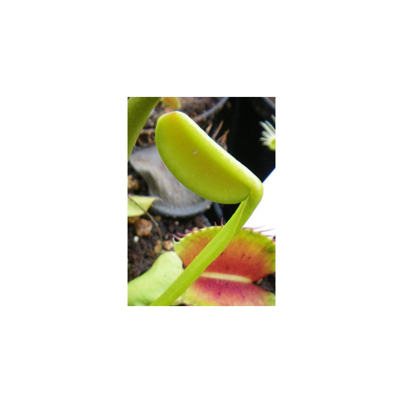 Venus Flueflde 'Rd-Grn mix'