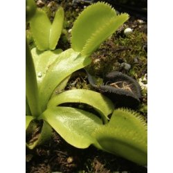 Venus Flueflde 'Green Sawtooth'