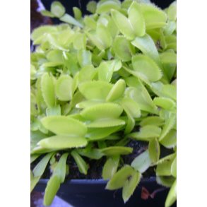 Venus Fluef�lde 'Green Sawtooth'