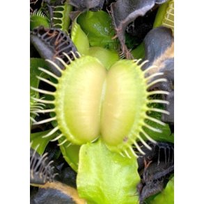 Venus Fluef�lde 'Moon Trap'