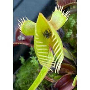 Venus Fluef�lde 'Mirror'