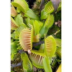 Venus Flueflde 'Mirror'