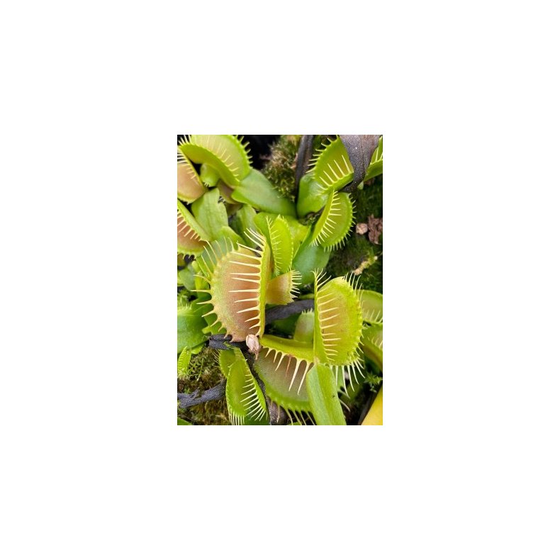 Venus Flueflde 'Mirror'