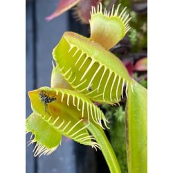 Venus Flueflde 'Mirror'