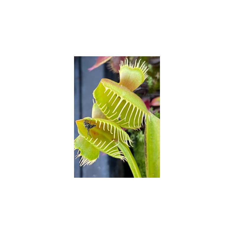 Venus Flueflde 'Mirror'