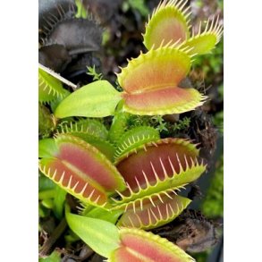 Venus Fluef�lde 'Raptor'