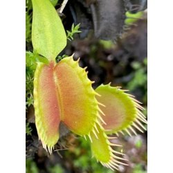 Venus Flueflde 'Raptor'