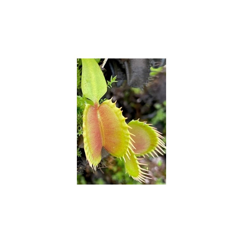 Venus Flueflde 'Raptor'