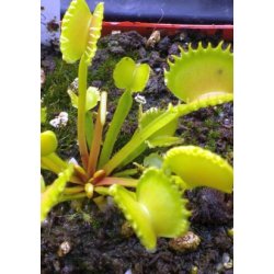 Carnivore-Dyrkningsst <br/> Venus Flueflde No. 2