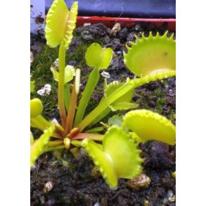 Venus Fluef�lde 'Werewolf'