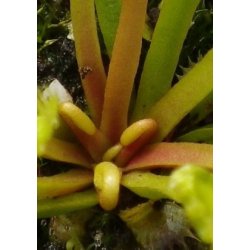 Venus Flueflde 'Werewolf'