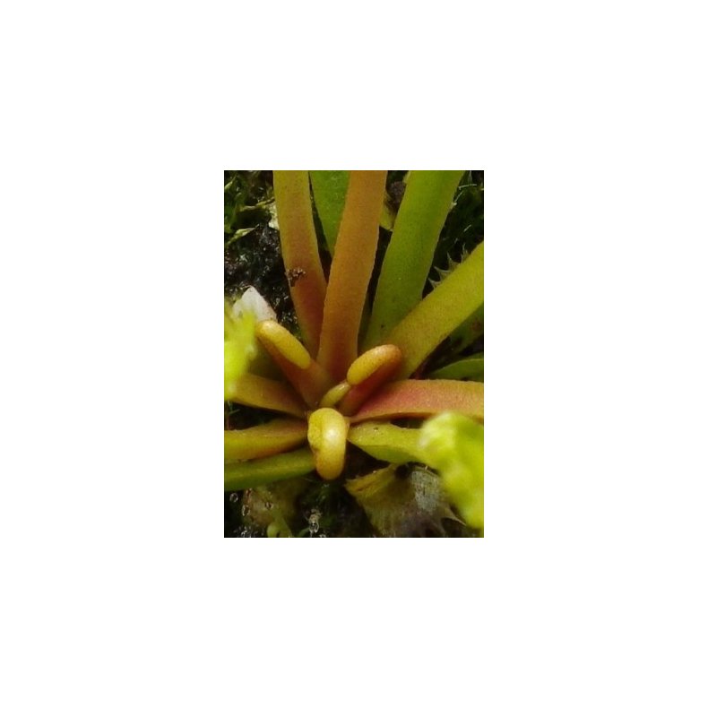 Venus Flueflde 'Werewolf'