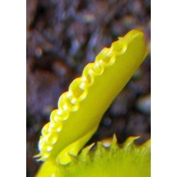 Venus Flueflde 'Werewolf'