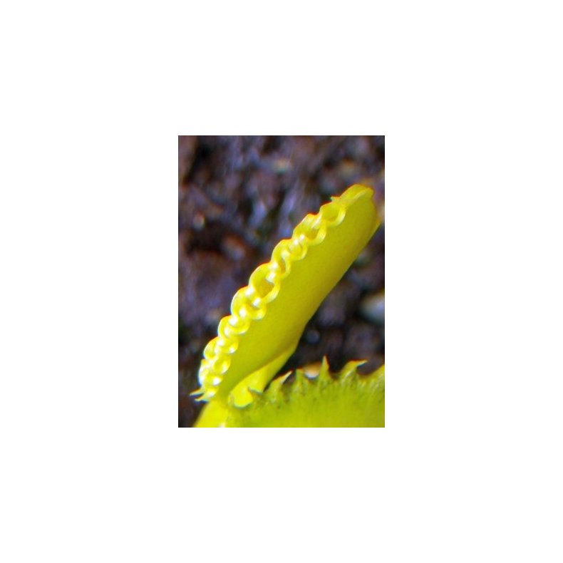 Venus Flueflde 'Werewolf'