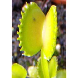 Venus Flueflde 'Werewolf'