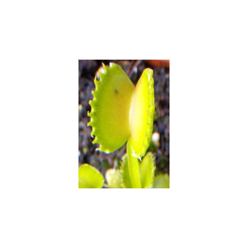 Venus Flueflde 'Werewolf'