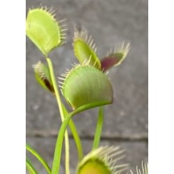 Venus Flueflde 'Spider'