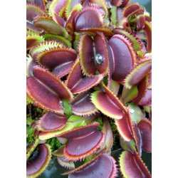 Carnivore-Dyrkningsst <br/> Venus Flueflde No. 1