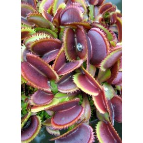 Venus Fluef�lde 'Red Sawtooth'