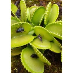 Carnivore-Frst: <br/> Harmoni