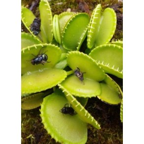 Carnivore-Frst: <br/> Harmoni