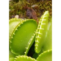 Venus Flueflde 'Harmony'