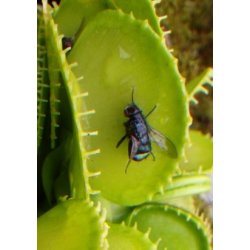 Venus Flueflde 'Harmony'