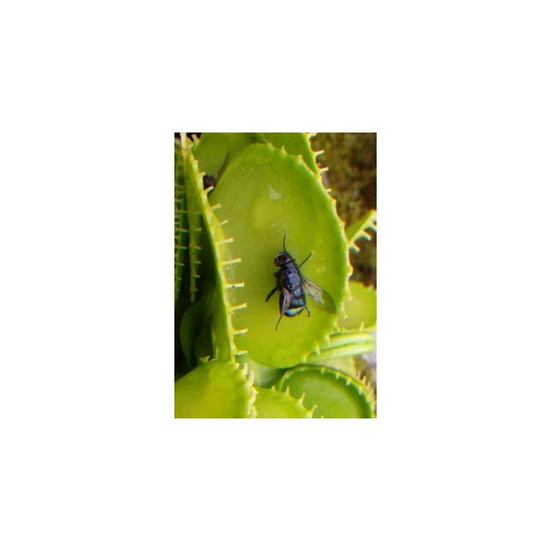 Venus Flueflde 'Harmony'