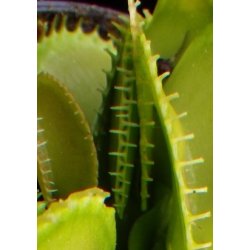 Venus Flueflde 'Harmony'