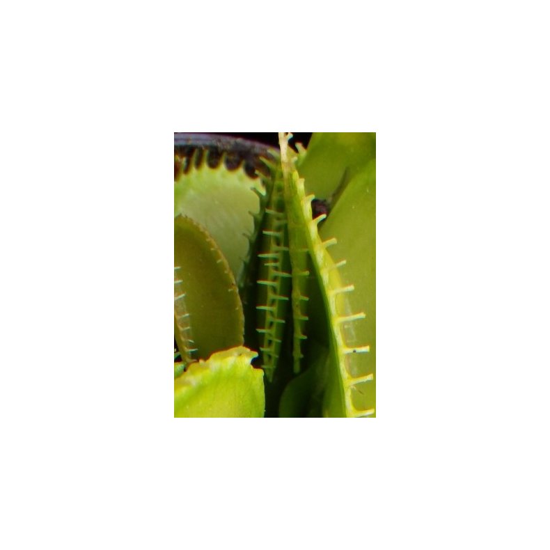 Venus Flueflde 'Harmony'