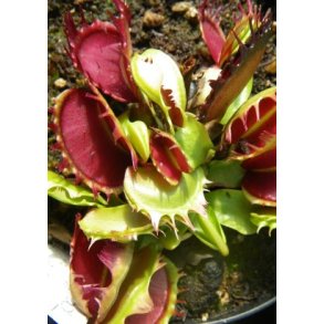 Carnivore-Dyrkningsst <br/> Venus Flueflde No. 1