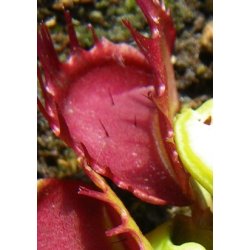 Venus Flueflde 'Fused Tooth Extreme'