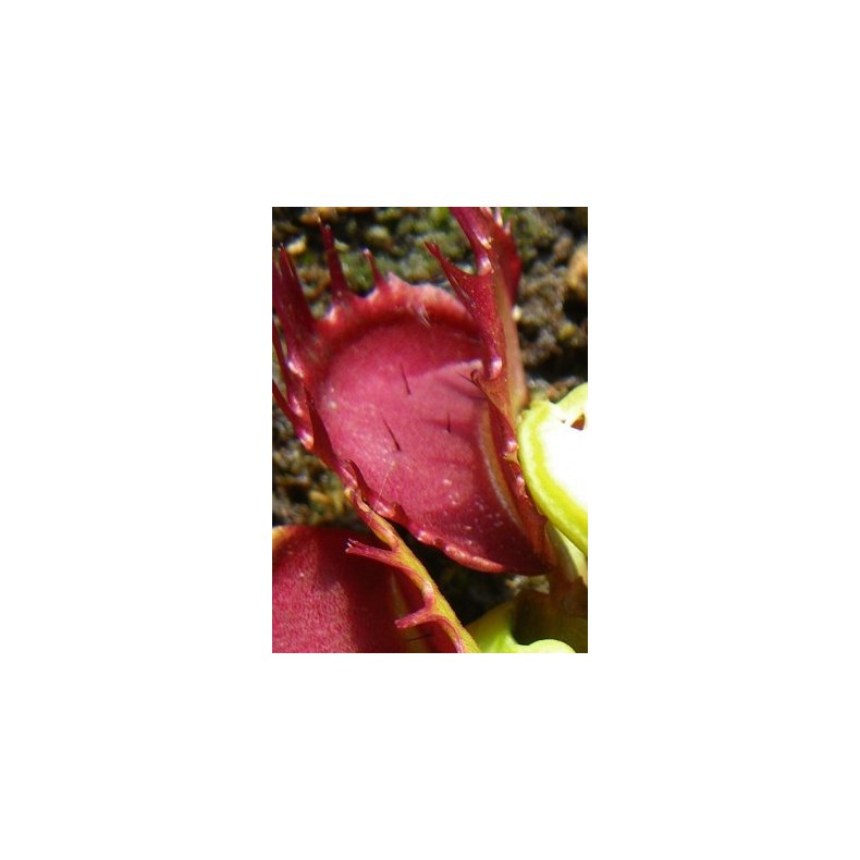 Venus Flueflde 'Fused Tooth Extreme'