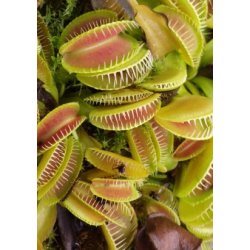 Carnivore-Dyrkningsst <br/> Venus Flueflde No. 2