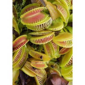 Carnivore-Dyrkningsst <br/> Venus Flueflde No. 2