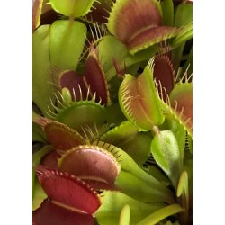 Carnivore-Dyrkningsst <br/> Den lille Gyserboks