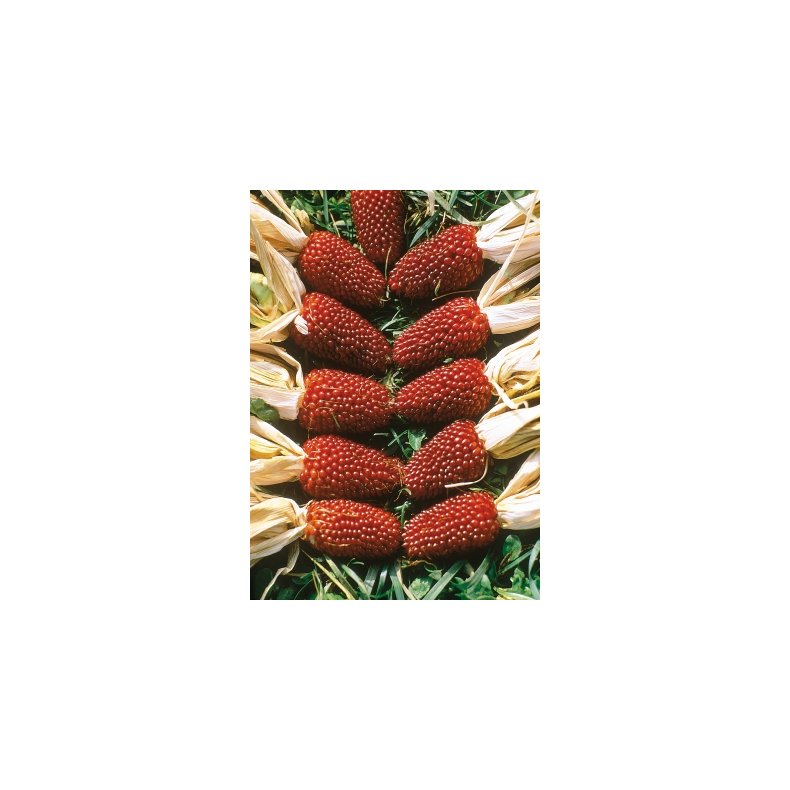 Majs - Baby Corn Red <br /> (dvrgmajs - prydmajs)