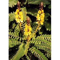 Dyrkningsst<br/>Planteparadis<br/>Det Store St