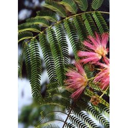 Dyrkningsst<br/>Silketrer