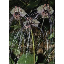 Dyrkningsst<br/>Flagermusblomst<br/>Det Store St