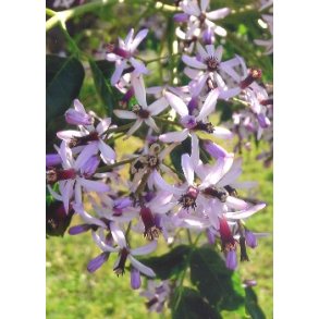 Pagodetr (Persisk syren)