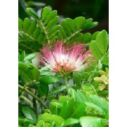 Dyrkningsst<br />Den lille Botaniker