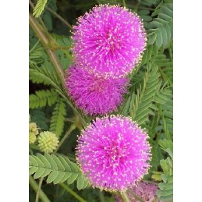 Storblomstret Mimose pink