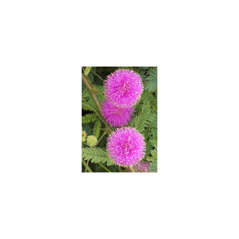 Storblomstret Mimose pink