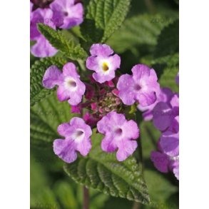 Sydamerikansk klatrerose