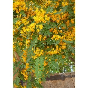 Rosentr (Bolivias stolthed)