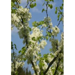 Judastr (hvidtblomstrende)