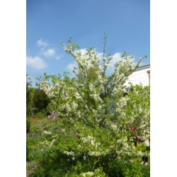 Judastr (hvidtblomstrende)