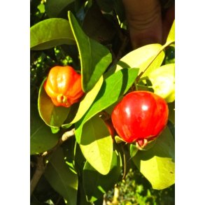 Pitanga - Surinam Kirsebr