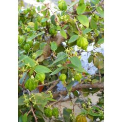 Pitanga - Surinam Kirsebr